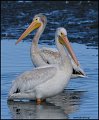 _0SB3402 american white pelican